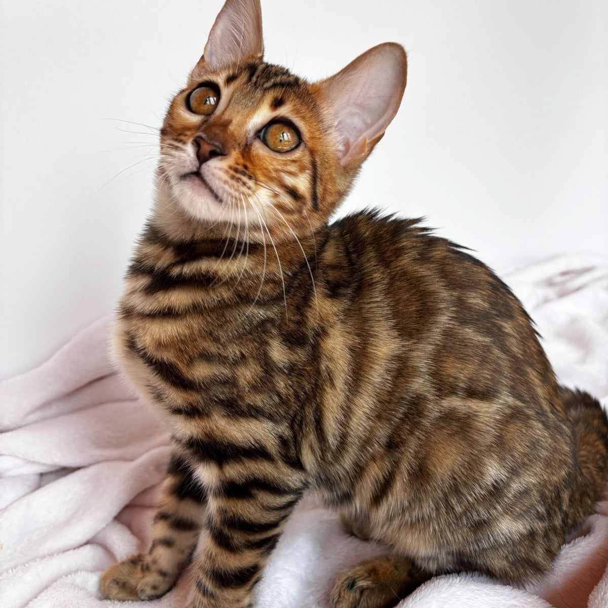 Deizi Bengal female, black spotted tabby