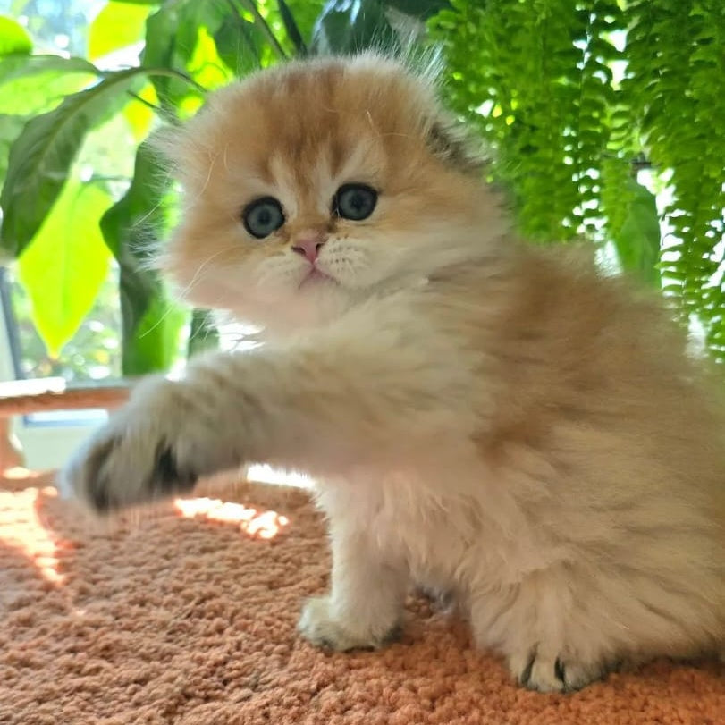 Jin Scottish Fold male, black golden shaded