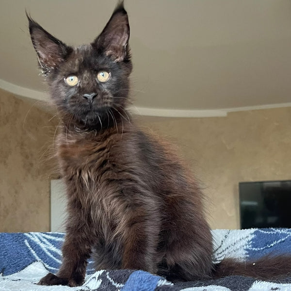 Joli Maine Coon female, black