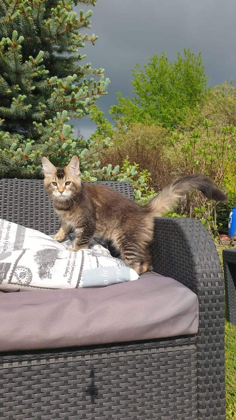 Edward Maine Coon male black ticked tabby - live animals