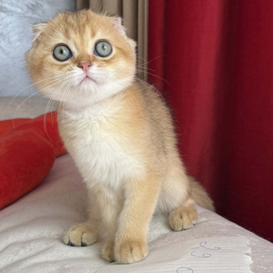 Elvis Scottish Fold male, black golden shaded