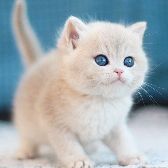 Freddie British Shorthair male, blue golden shaded