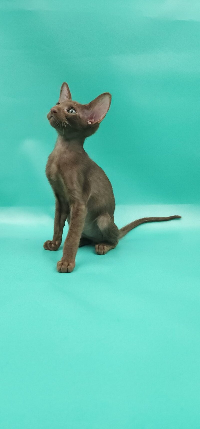 Sansay Oriental Shorthair male, chocolate