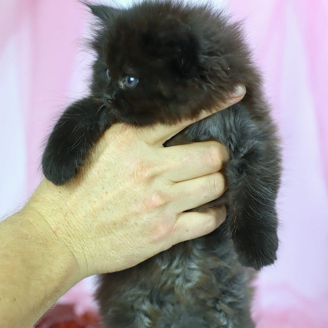 Hugo Boss Persian male, black