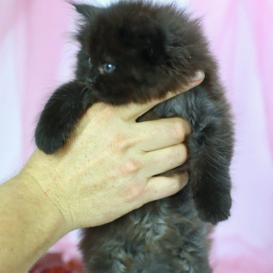 Hugo Boss Persian male, black