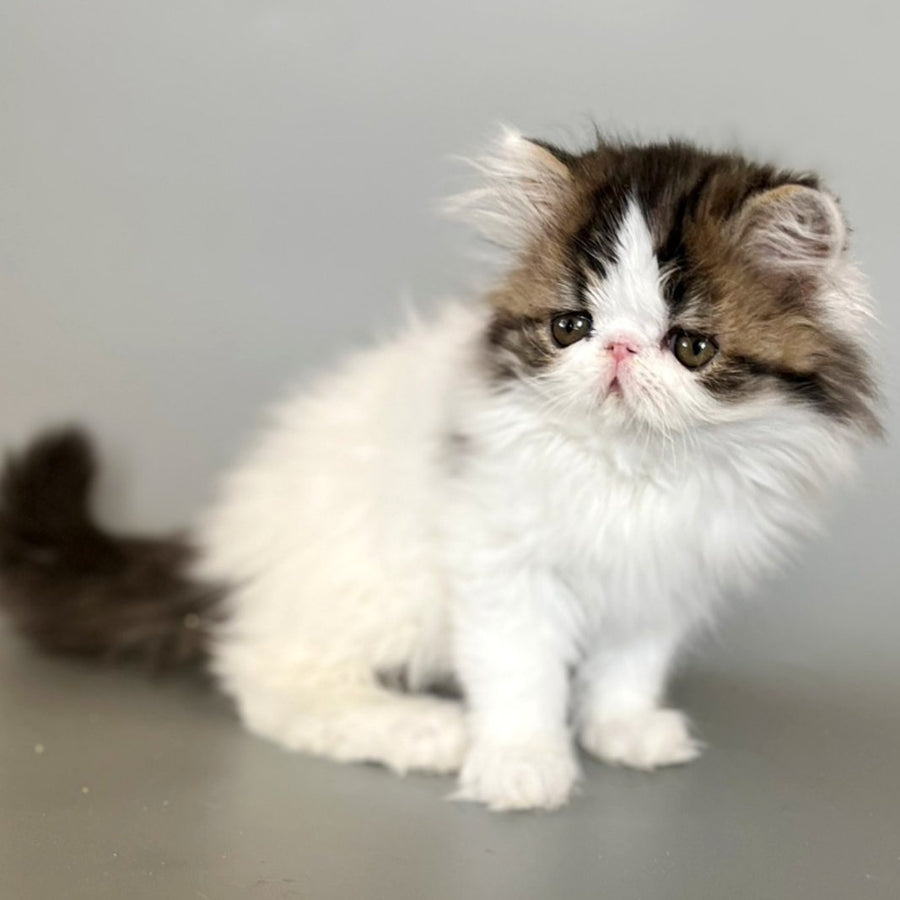 Armani Persian male, black spotted tabby van