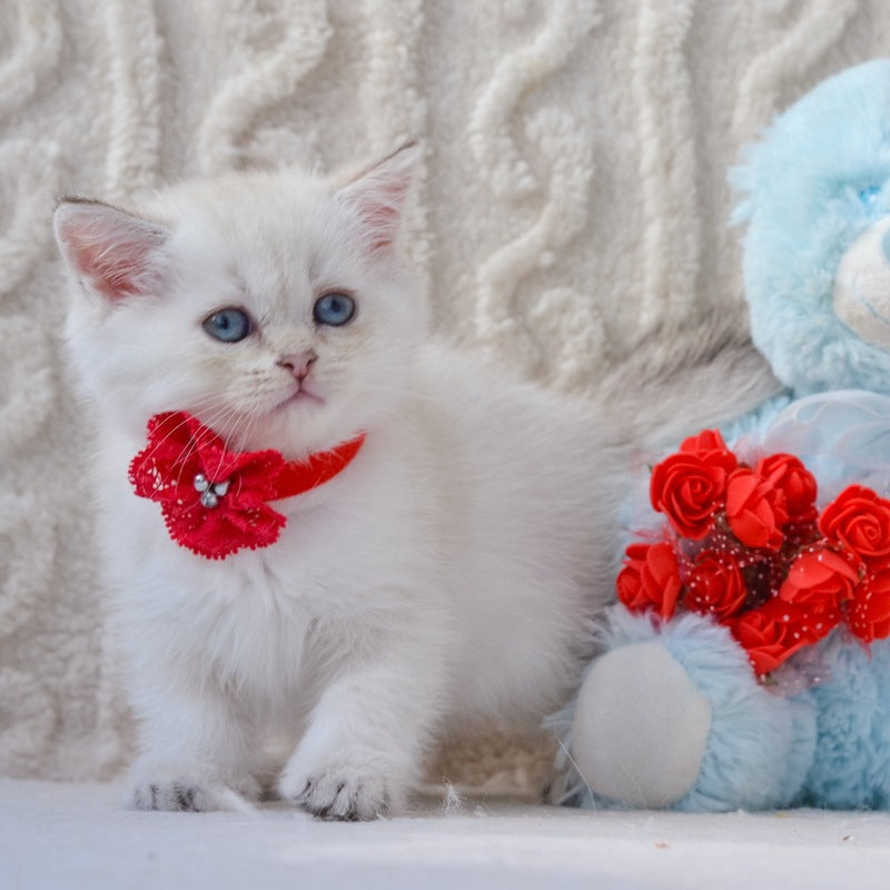Hailey British Shorthair female, black golden shaded pointed