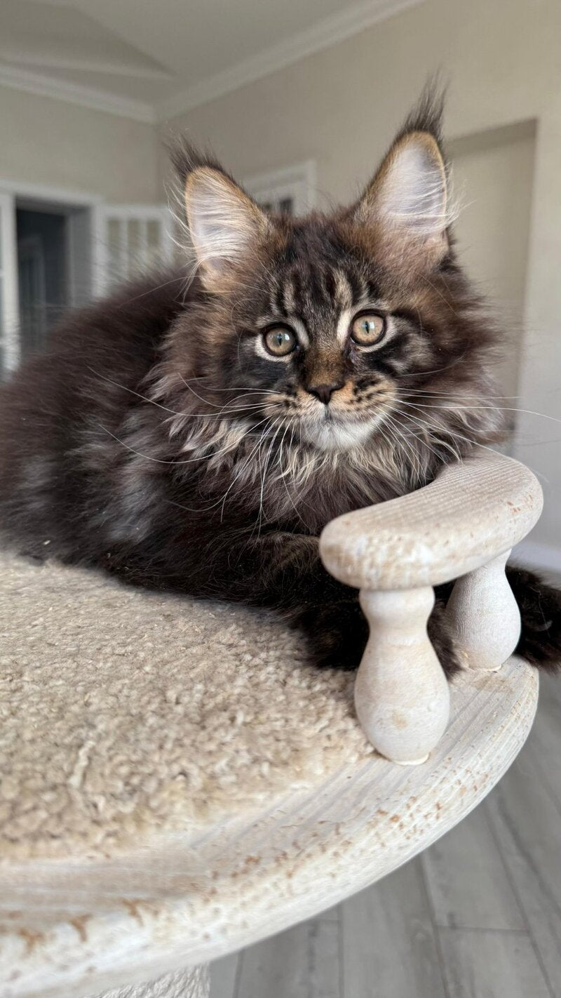 Unicum Maine Coon male, black tabby