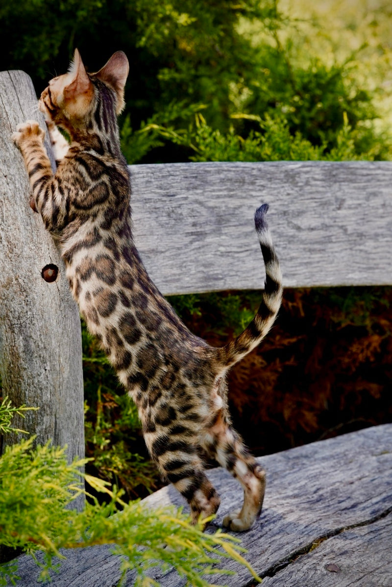 Mokko Bengal male black spotted tabby - live animals