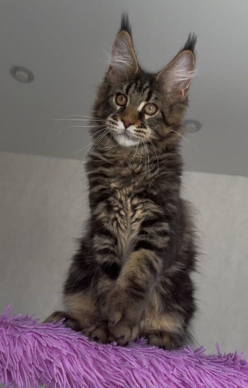 Victor Maine Coon male, black tabby