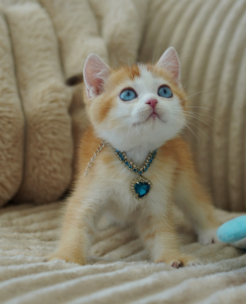 Quest Scottish Fold male, chocolate golden chinchilla with white