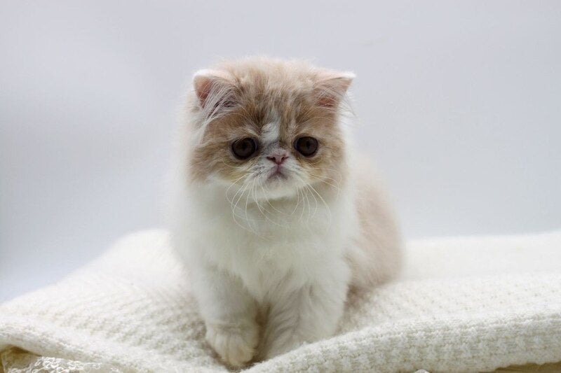 Prokop Persian male, cream bicolour