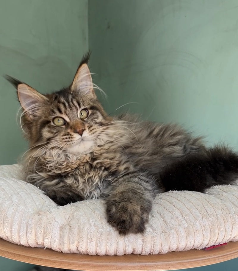 Yolla Maine Coon female, black spotted tabby