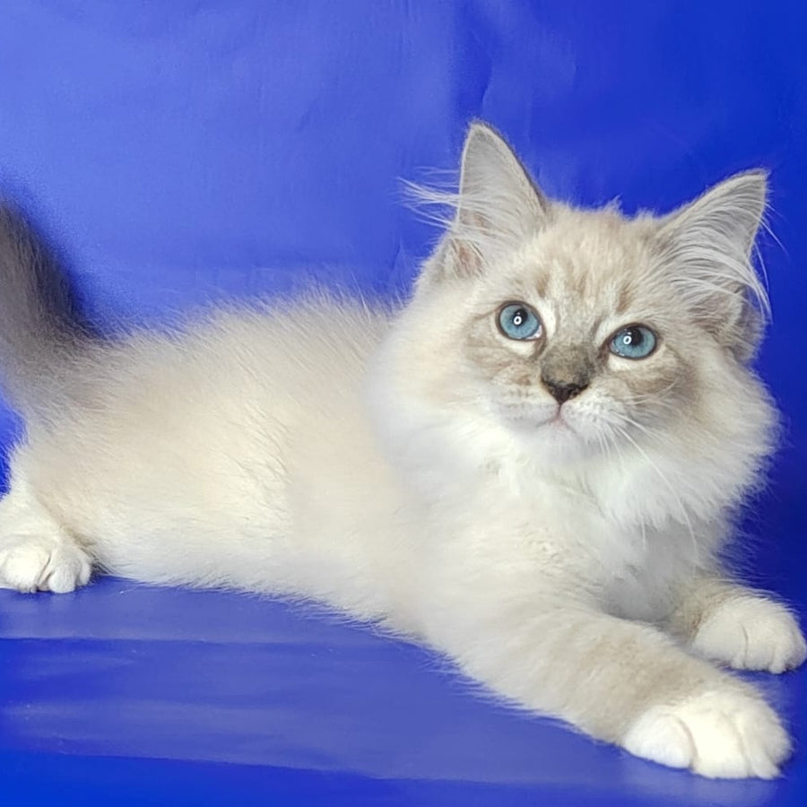 Kovboj Siberian male, blue tabby pointed with white