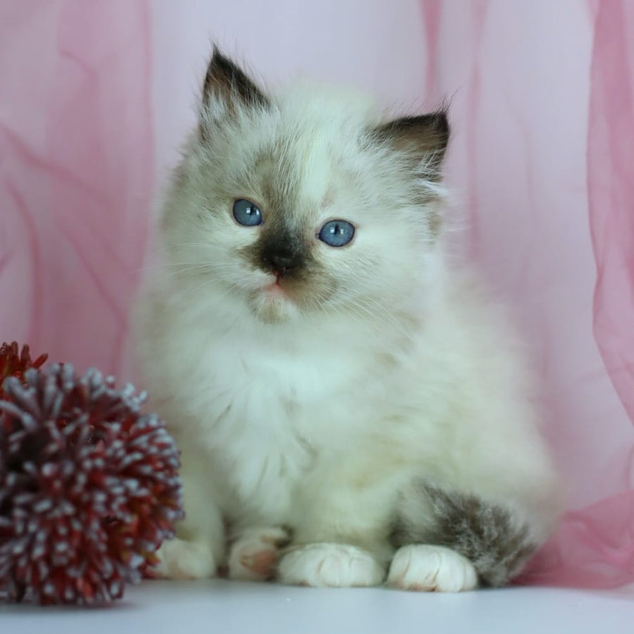 Ivori Siberian female, black tortie with white pointed