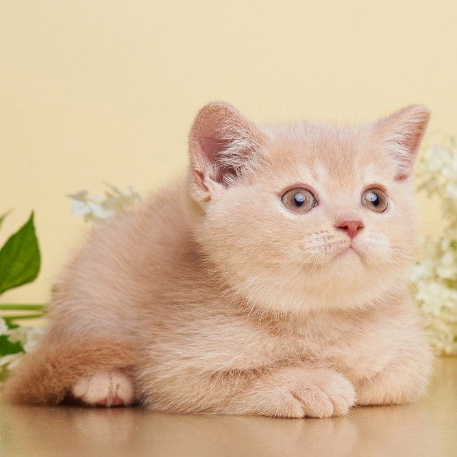 Plush British Shorthair male, cream