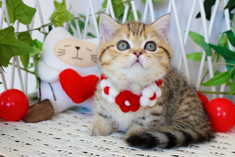 Freya Munchkin female, chocolate golden spotted tabby