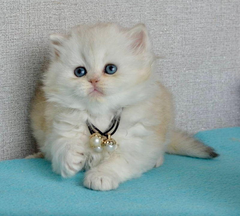 Rina Scottish Straight female black silver shaded - live animals