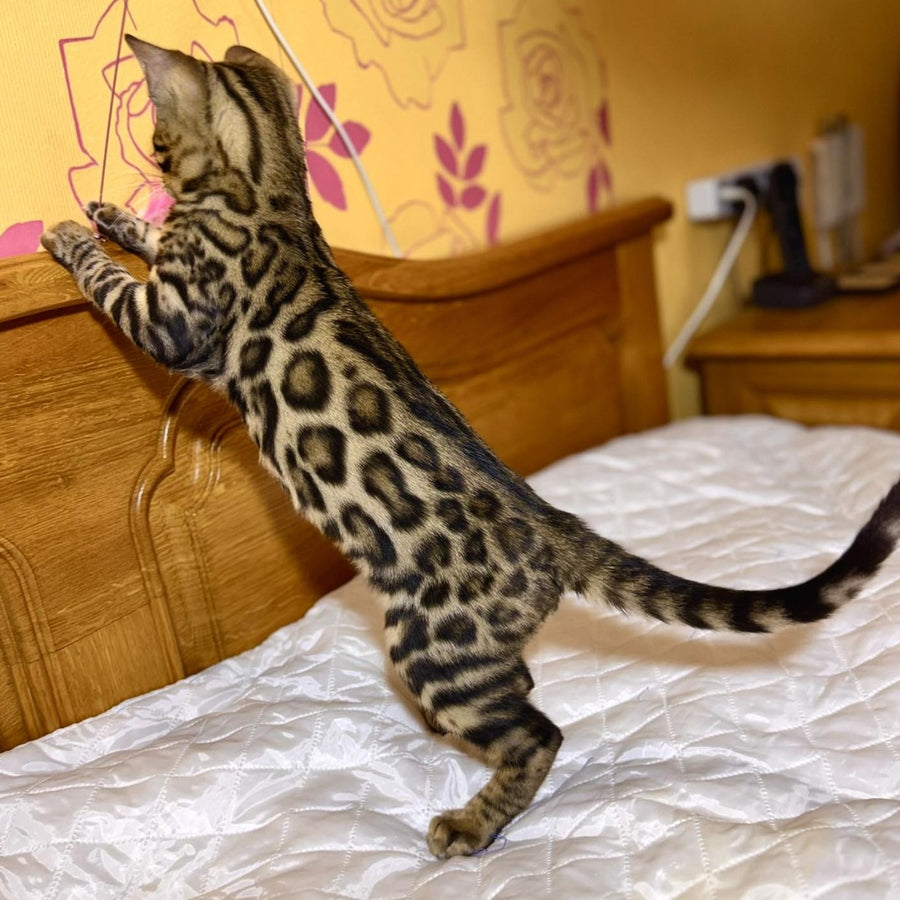 Kasper Bengal male, black spotted tabby