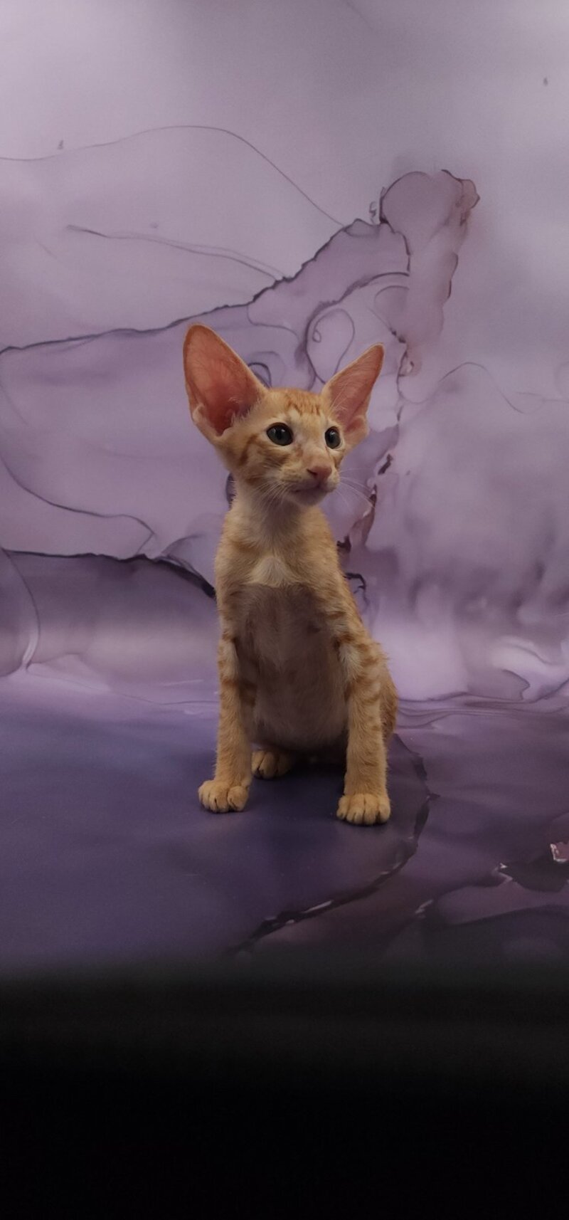 Sanrise Oriental Shorthair male, red spotted tabby