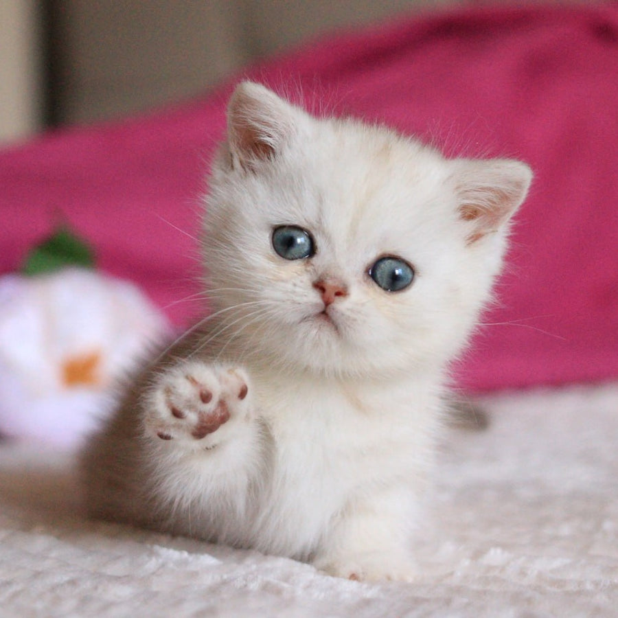 Zucchi Munchkin male, blue silver tabby