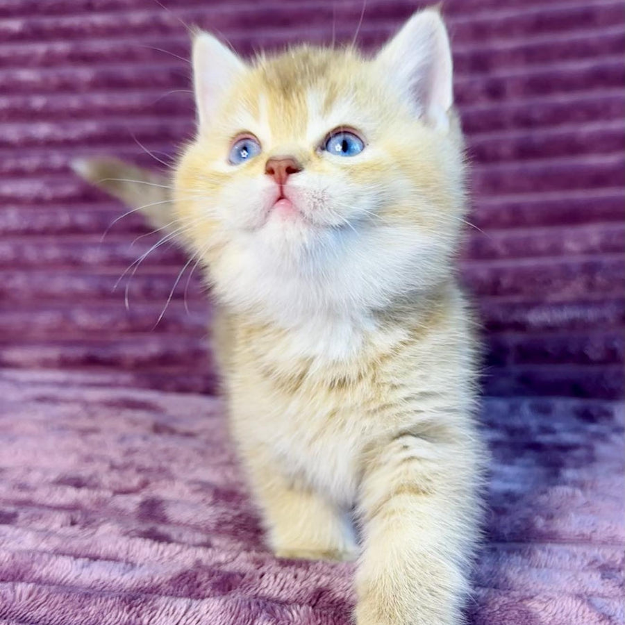 Eden British Shorthair female, cinnamon golden shaded with white