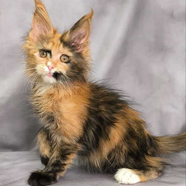 Nami Maine Coon polydactyl 5x5x6x6 female, black tortie with white