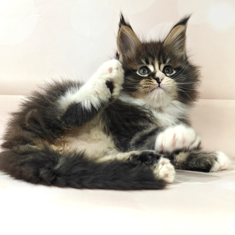 Cosmos Maine Coon polydactyl 6x6x6x6 male, black tabby with white