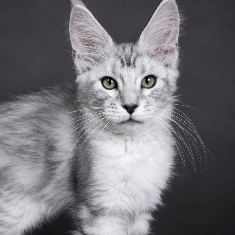 Lord Maine Coon male, blue silver tabby