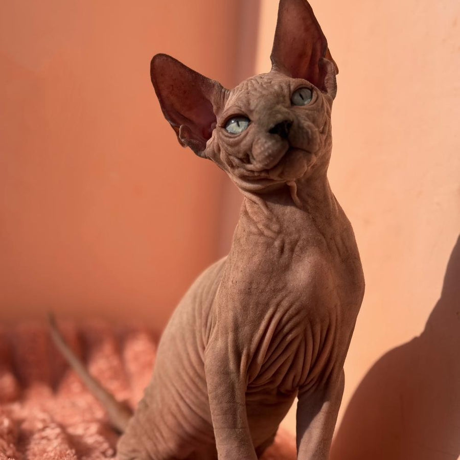 Flint Canadian Sphynx male, blue pointed