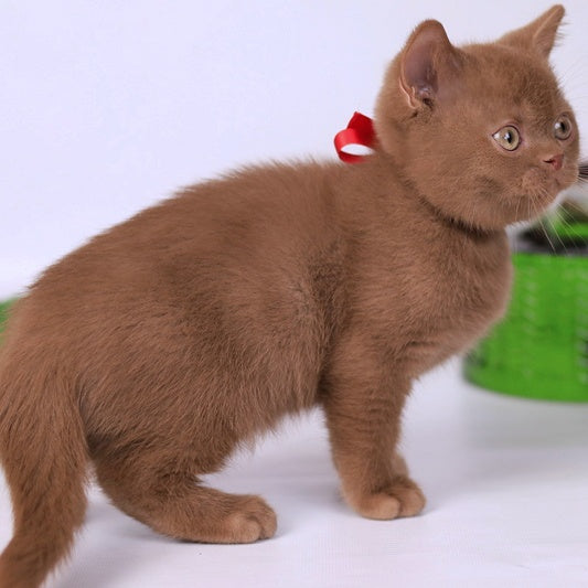 Lily British Shorthair female, cinnamon