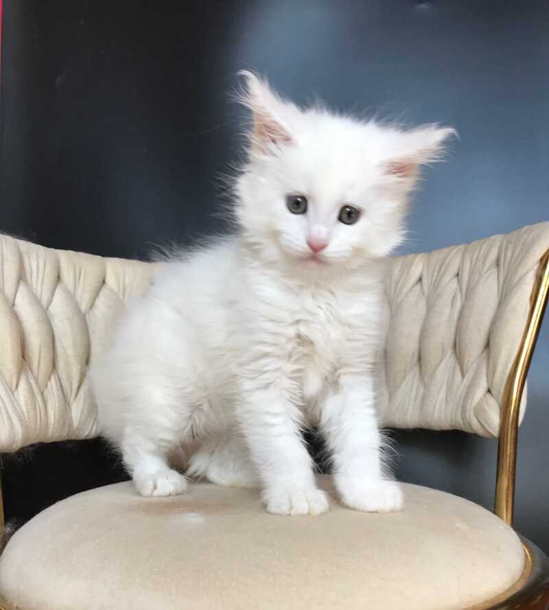 Xanti Maine Coon male, white