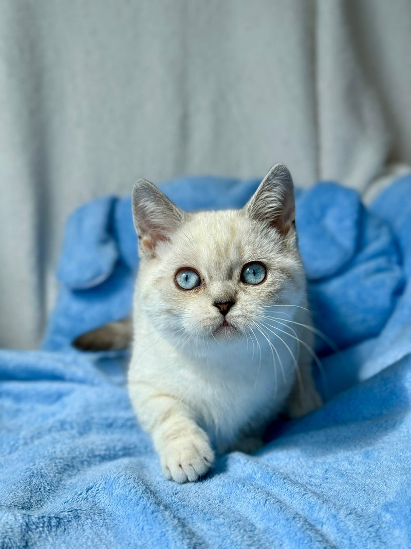 Naytiri Munchkin female black silver tabby pointed - live animals