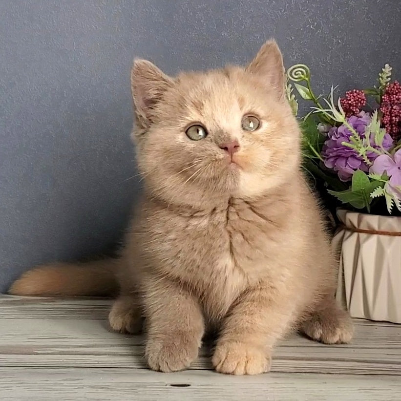 Daisy British Shorthair female, lilac tortie