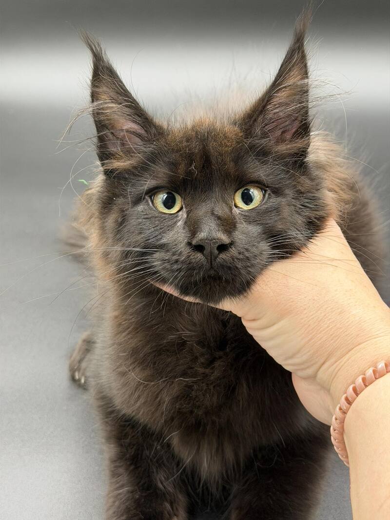Freya Maine Coon female black - live animals