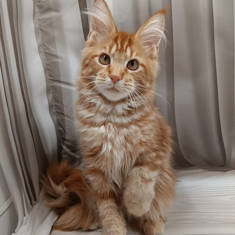 Peter Maine Coon male, red tabby