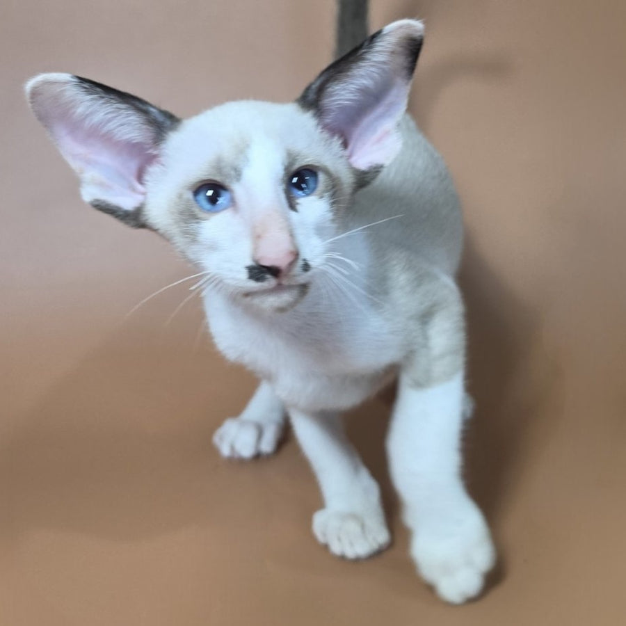 Ink Siamese male, black bicolour