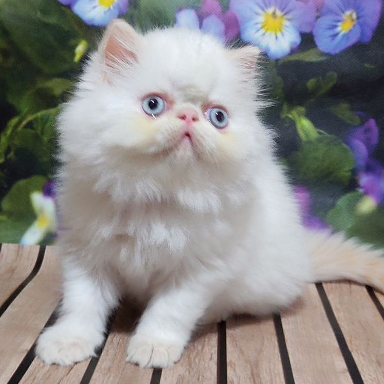 Sultan Persian male, cream pointed