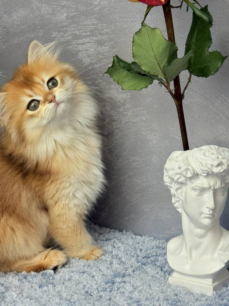 Dusha Scottish Straight female black golden shaded - live animals