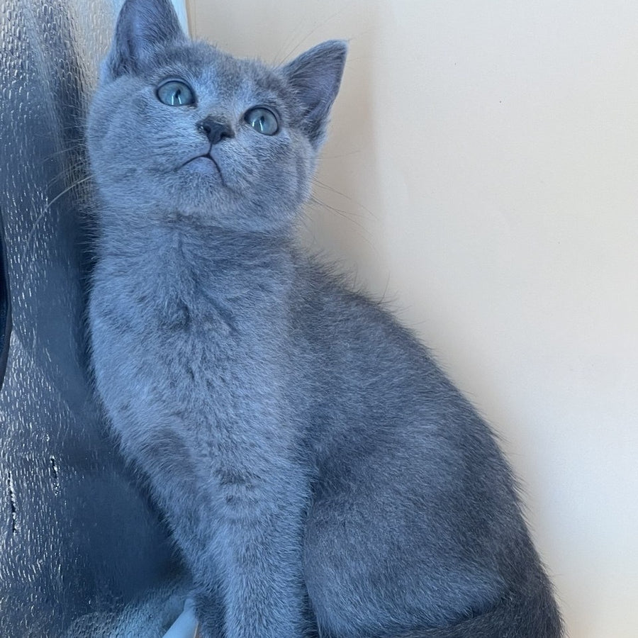 Kai Russian Blue male, blue