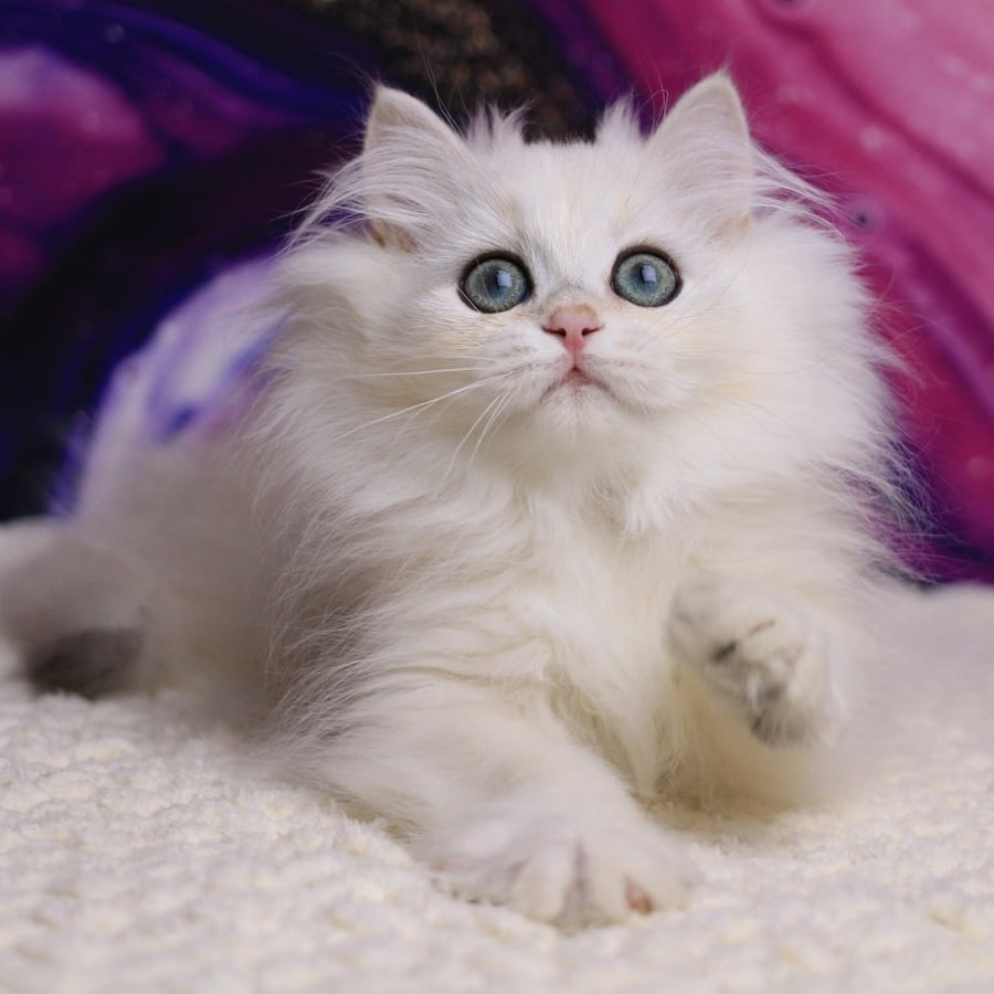 York British Longhair male, black silver chinchilla