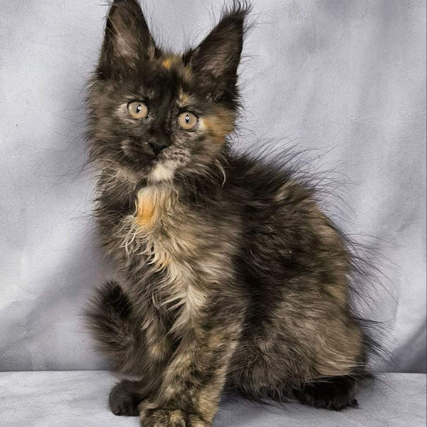 Naima Maine Coon polydactyl 6x6x6x6 female, black tortie