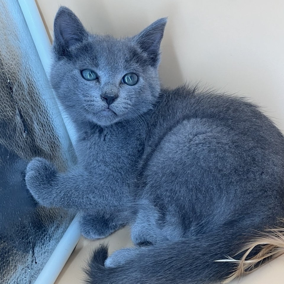 Kai Russian Blue male, blue