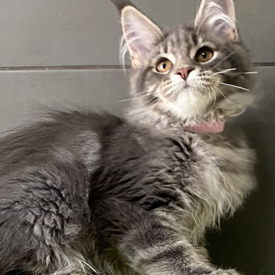 Varna Maine Coon female, blue tabby