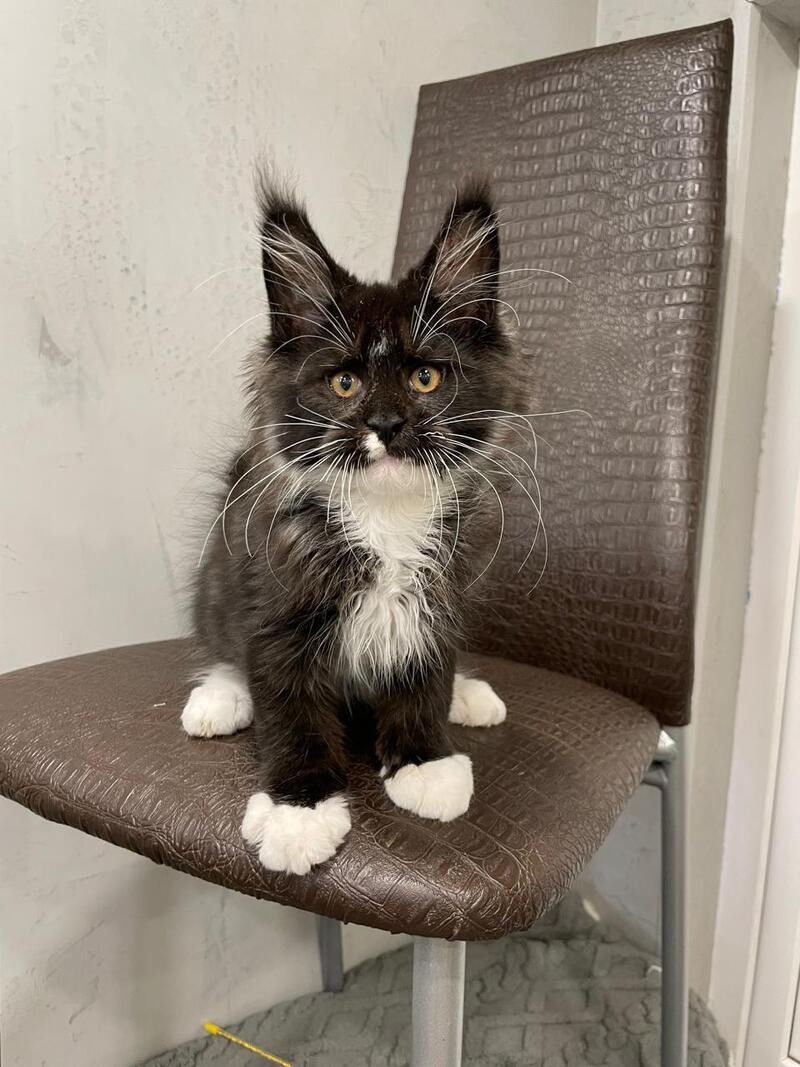 Irik Maine Coon male, black with white