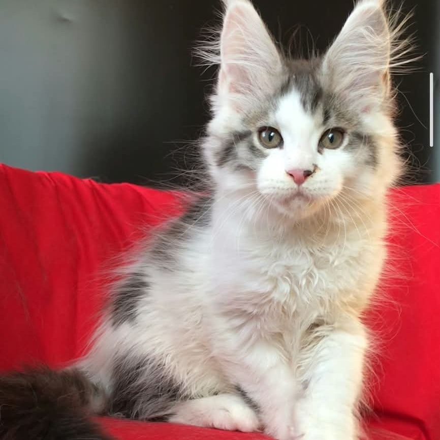 Graf Maine Coon male, black tabby bicolour