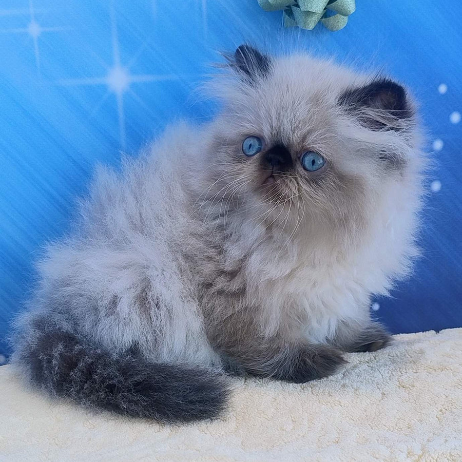 Emmi Persian female, black pointed
