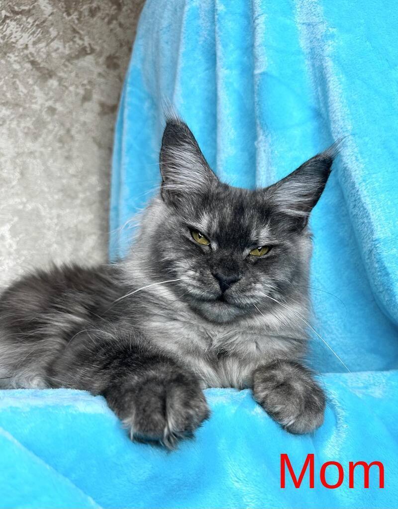 Zlata Maine Coon female, black silver ticked tabby