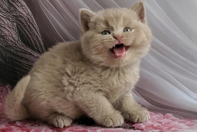 Ulysses British Shorthair male, fawn