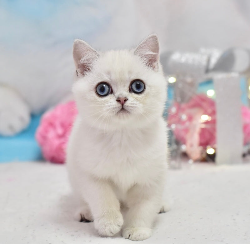 Dior British Shorthair male, black silver shaded pointed